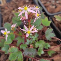 Saxifraga fortunei 'Pink Cloud'